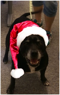 Bud - father christmas